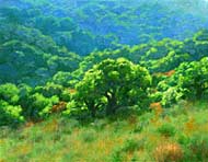 Backlit Oak 3: Jim Promessi