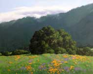 Poppies & Lupine: Jim Promessi