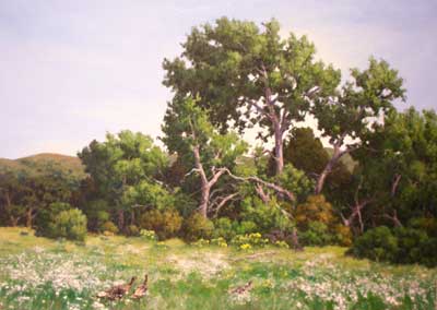 Wild Turkeys