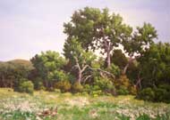 Wild Turkeys