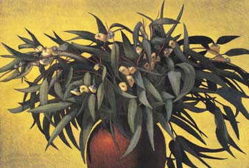 Eucalyptus