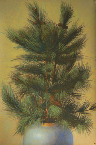 Pine Boughs