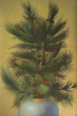 Pine Boughs