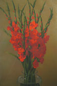 Red Gladiolus